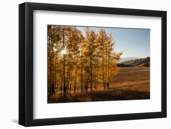 USA, Wyoming. Aspen with starburst near the Oxbow, Grand Teton National Park.-Judith Zimmerman-Framed Photographic Print