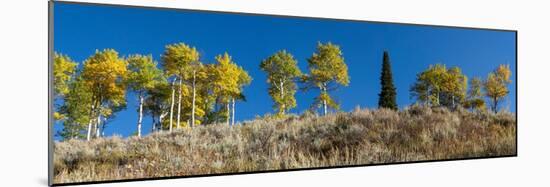 USA, Wyoming. Autumn aspen along a ridge line, Grand Teton National Park.-Judith Zimmerman-Mounted Photographic Print