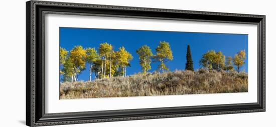 USA, Wyoming. Autumn aspen along a ridge line, Grand Teton National Park.-Judith Zimmerman-Framed Photographic Print