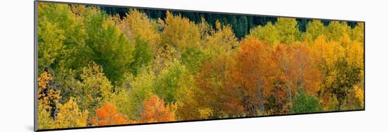 USA, Wyoming. Autumn aspen, Grand Teton National Park.-Judith Zimmerman-Mounted Photographic Print