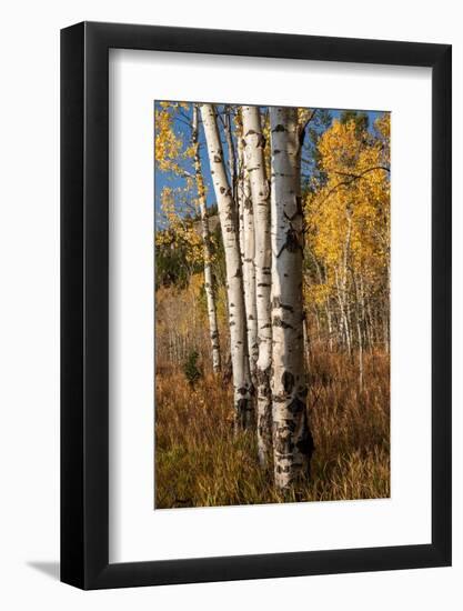 USA, Wyoming. Autumn Aspen near the Oxbow Bend, Grand Teton National Park.-Judith Zimmerman-Framed Photographic Print