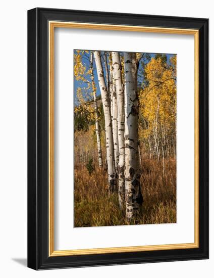 USA, Wyoming. Autumn Aspen near the Oxbow Bend, Grand Teton National Park.-Judith Zimmerman-Framed Photographic Print