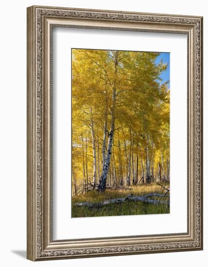 USA, Wyoming. Autumn Aspen near the Oxbow Bend, Grand Teton National Park.-Judith Zimmerman-Framed Photographic Print