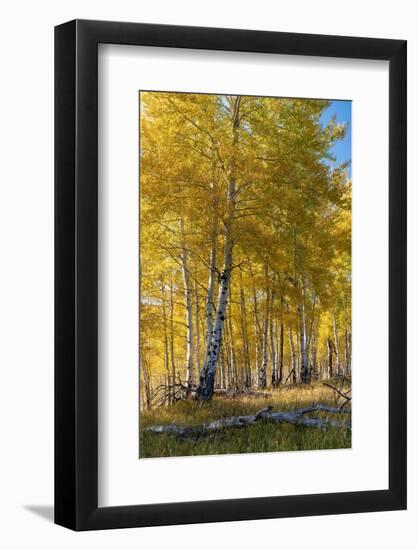 USA, Wyoming. Autumn Aspen near the Oxbow Bend, Grand Teton National Park.-Judith Zimmerman-Framed Photographic Print