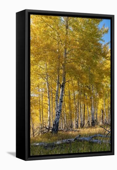 USA, Wyoming. Autumn Aspen near the Oxbow Bend, Grand Teton National Park.-Judith Zimmerman-Framed Premier Image Canvas