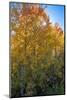 USA, Wyoming. Autumn Aspen near the Oxbow Bend, Grand Teton National Park.-Judith Zimmerman-Mounted Photographic Print