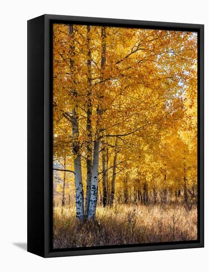 USA, Wyoming. Autumn Aspen near the Oxbow Bend, Grand Teton National Park.-Judith Zimmerman-Framed Premier Image Canvas