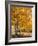 USA, Wyoming. Autumn Aspen near the Oxbow Bend, Grand Teton National Park.-Judith Zimmerman-Framed Photographic Print