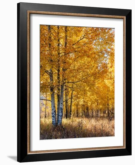 USA, Wyoming. Autumn Aspen near the Oxbow Bend, Grand Teton National Park.-Judith Zimmerman-Framed Photographic Print