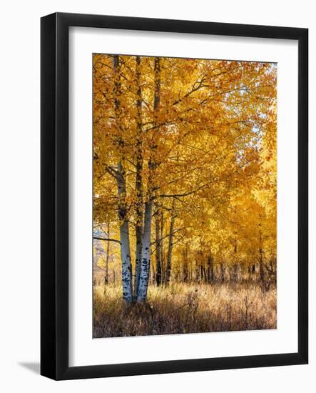 USA, Wyoming. Autumn Aspen near the Oxbow Bend, Grand Teton National Park.-Judith Zimmerman-Framed Photographic Print