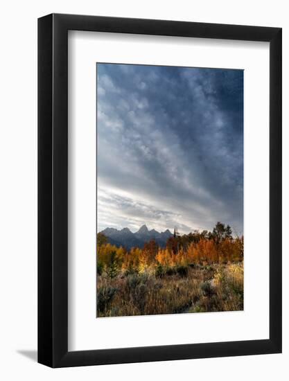 USA, Wyoming. Autumn evening near Black Tail Butte, Grand Teton National Park.-Judith Zimmerman-Framed Photographic Print