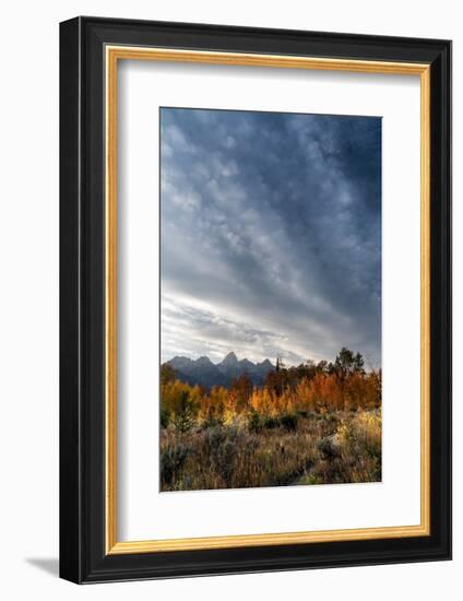 USA, Wyoming. Autumn evening near Black Tail Butte, Grand Teton National Park.-Judith Zimmerman-Framed Photographic Print