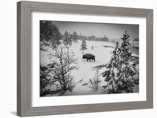 USA, Wyoming, Bison in Yellowstone National Park-Christian Heeb-Framed Photographic Print