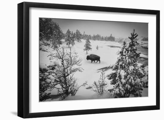 USA, Wyoming, Bison in Yellowstone National Park-Christian Heeb-Framed Photographic Print