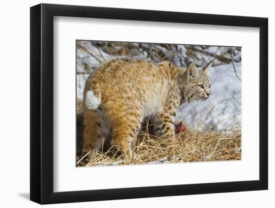USA, Wyoming, Bobcat Feeding on Mule Deer Carcass-Elizabeth Boehm-Framed Photographic Print