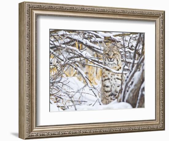 USA, Wyoming, Bobcat Sitting in Snow Covered Branches-Elizabeth Boehm-Framed Photographic Print