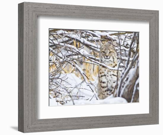 USA, Wyoming, Bobcat Sitting in Snow Covered Branches-Elizabeth Boehm-Framed Photographic Print
