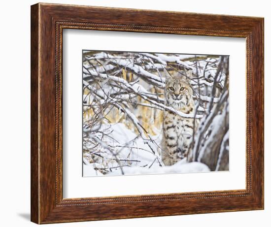 USA, Wyoming, Bobcat Sitting in Snow Covered Branches-Elizabeth Boehm-Framed Photographic Print