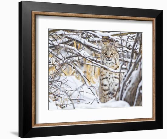 USA, Wyoming, Bobcat Sitting in Snow Covered Branches-Elizabeth Boehm-Framed Photographic Print