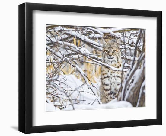 USA, Wyoming, Bobcat Sitting in Snow Covered Branches-Elizabeth Boehm-Framed Photographic Print