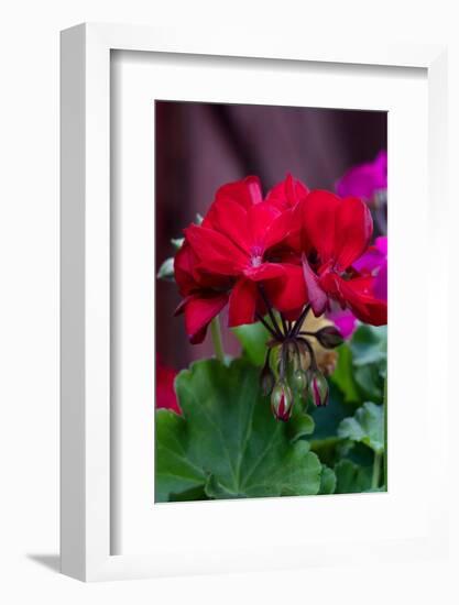 USA, Wyoming. Bouquet of autumn wildflowers, near Jackson Hole.-Judith Zimmerman-Framed Photographic Print