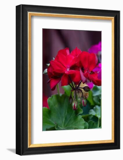 USA, Wyoming. Bouquet of autumn wildflowers, near Jackson Hole.-Judith Zimmerman-Framed Photographic Print