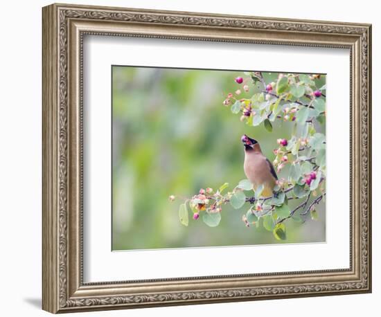 USA, Wyoming, Cedar Waxwing Eating Fruit from Serviceberry Shrub-Elizabeth Boehm-Framed Photographic Print