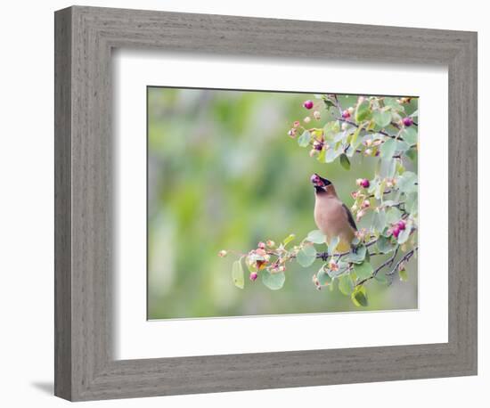 USA, Wyoming, Cedar Waxwing Eating Fruit from Serviceberry Shrub-Elizabeth Boehm-Framed Photographic Print