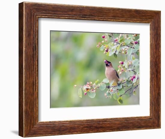 USA, Wyoming, Cedar Waxwing Eating Fruit from Serviceberry Shrub-Elizabeth Boehm-Framed Photographic Print