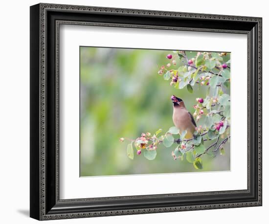 USA, Wyoming, Cedar Waxwing Eating Fruit from Serviceberry Shrub-Elizabeth Boehm-Framed Photographic Print