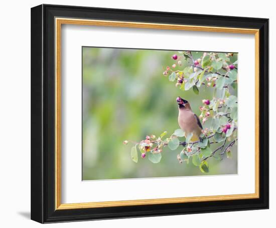 USA, Wyoming, Cedar Waxwing Eating Fruit from Serviceberry Shrub-Elizabeth Boehm-Framed Photographic Print