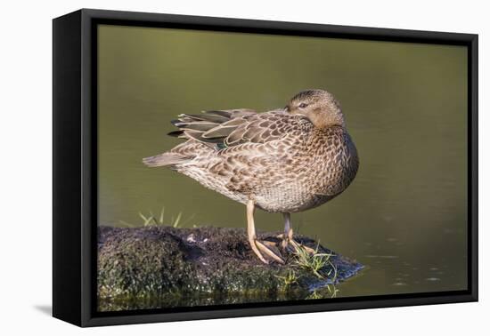 USA, Wyoming, Cinnamon Teal rests on a mud flat in a small pond.-Elizabeth Boehm-Framed Premier Image Canvas