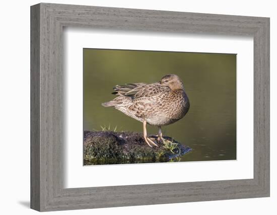 USA, Wyoming, Cinnamon Teal rests on a mud flat in a small pond.-Elizabeth Boehm-Framed Photographic Print