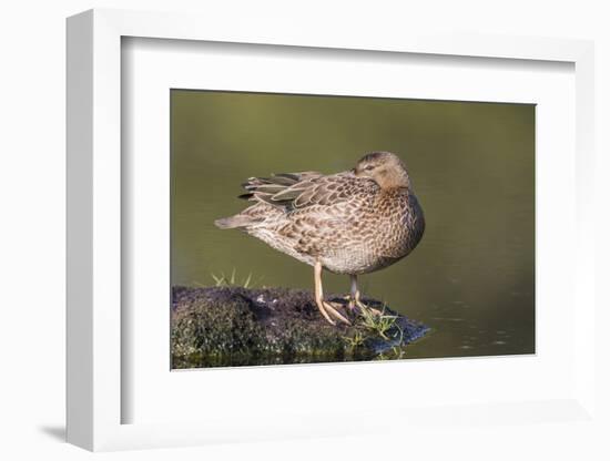 USA, Wyoming, Cinnamon Teal rests on a mud flat in a small pond.-Elizabeth Boehm-Framed Photographic Print