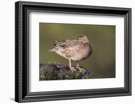 USA, Wyoming, Cinnamon Teal rests on a mud flat in a small pond.-Elizabeth Boehm-Framed Photographic Print