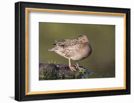 USA, Wyoming, Cinnamon Teal rests on a mud flat in a small pond.-Elizabeth Boehm-Framed Photographic Print