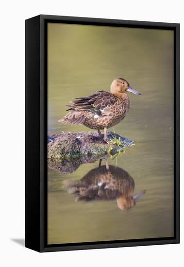 USA, Wyoming, Cinnamon Teal rests on a mud flat in a small pond.-Elizabeth Boehm-Framed Premier Image Canvas