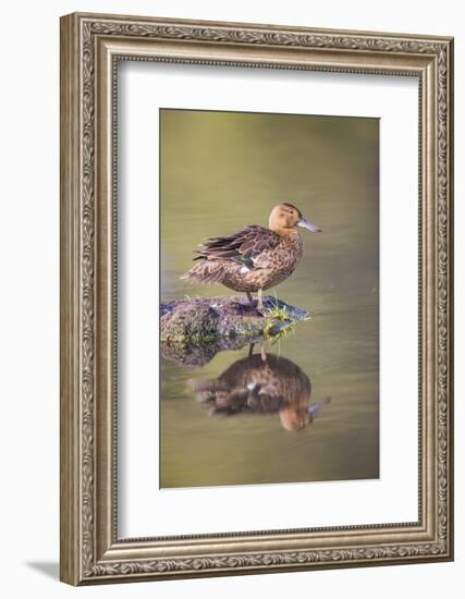 USA, Wyoming, Cinnamon Teal rests on a mud flat in a small pond.-Elizabeth Boehm-Framed Photographic Print