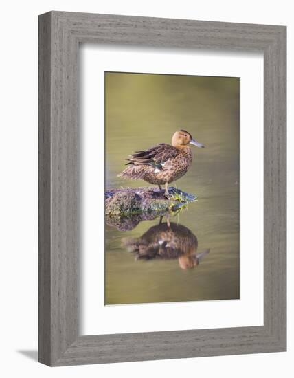 USA, Wyoming, Cinnamon Teal rests on a mud flat in a small pond.-Elizabeth Boehm-Framed Photographic Print