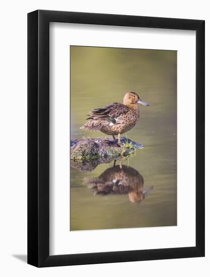 USA, Wyoming, Cinnamon Teal rests on a mud flat in a small pond.-Elizabeth Boehm-Framed Photographic Print