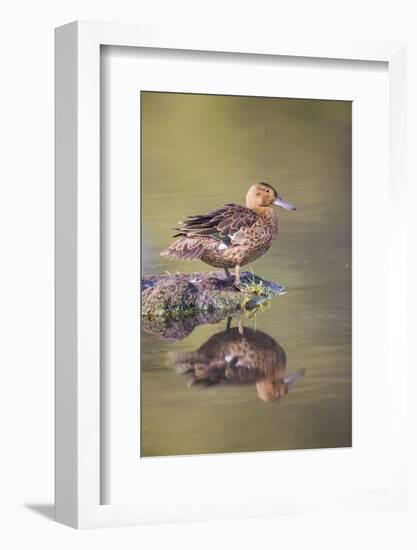 USA, Wyoming, Cinnamon Teal rests on a mud flat in a small pond.-Elizabeth Boehm-Framed Photographic Print