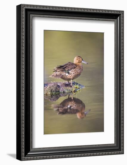 USA, Wyoming, Cinnamon Teal rests on a mud flat in a small pond.-Elizabeth Boehm-Framed Photographic Print
