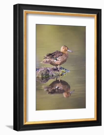 USA, Wyoming, Cinnamon Teal rests on a mud flat in a small pond.-Elizabeth Boehm-Framed Photographic Print