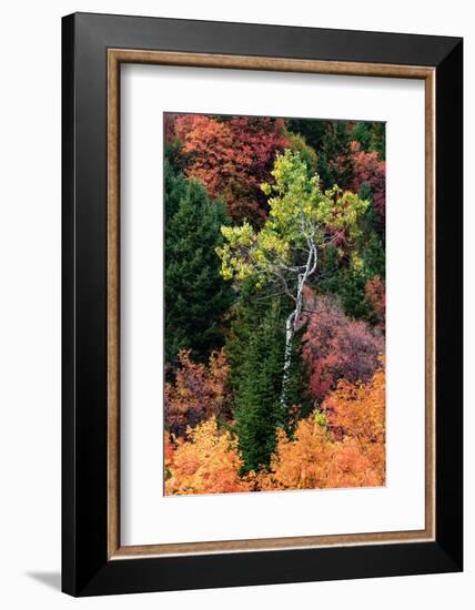 USA, Wyoming. Colorful autumn foliage, Caribou-Targhee National Forest.-Judith Zimmerman-Framed Photographic Print