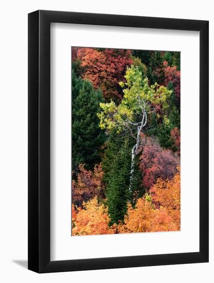 USA, Wyoming. Colorful autumn foliage, Caribou-Targhee National Forest.-Judith Zimmerman-Framed Photographic Print