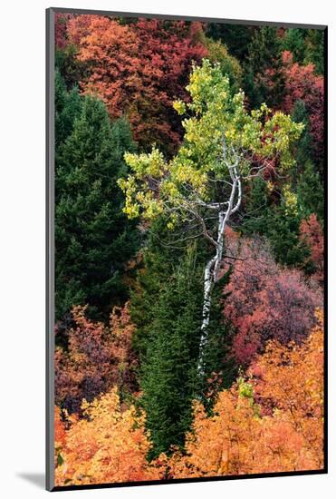 USA, Wyoming. Colorful autumn foliage, Caribou-Targhee National Forest.-Judith Zimmerman-Mounted Photographic Print