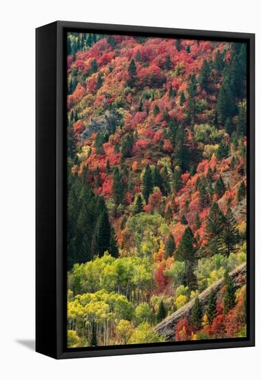 USA, Wyoming. Colorful autumn foliage, Caribou-Targhee National Forest.-Judith Zimmerman-Framed Premier Image Canvas