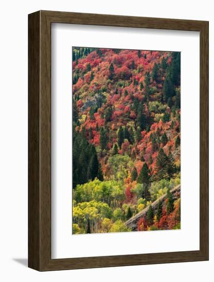 USA, Wyoming. Colorful autumn foliage, Caribou-Targhee National Forest.-Judith Zimmerman-Framed Photographic Print