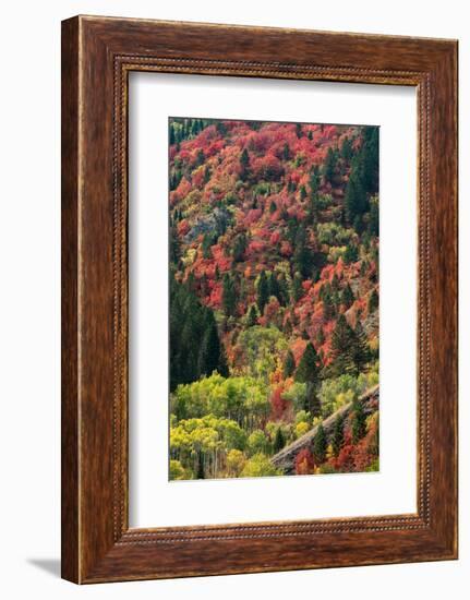 USA, Wyoming. Colorful autumn foliage, Caribou-Targhee National Forest.-Judith Zimmerman-Framed Photographic Print