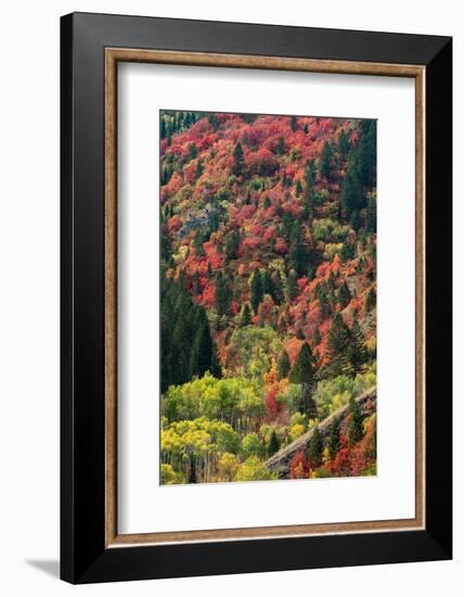 USA, Wyoming. Colorful autumn foliage, Caribou-Targhee National Forest.-Judith Zimmerman-Framed Photographic Print